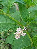 Raisin d'Amerique (Phytolacca americana) (Lyon, Vaise, 2020-06) (2)